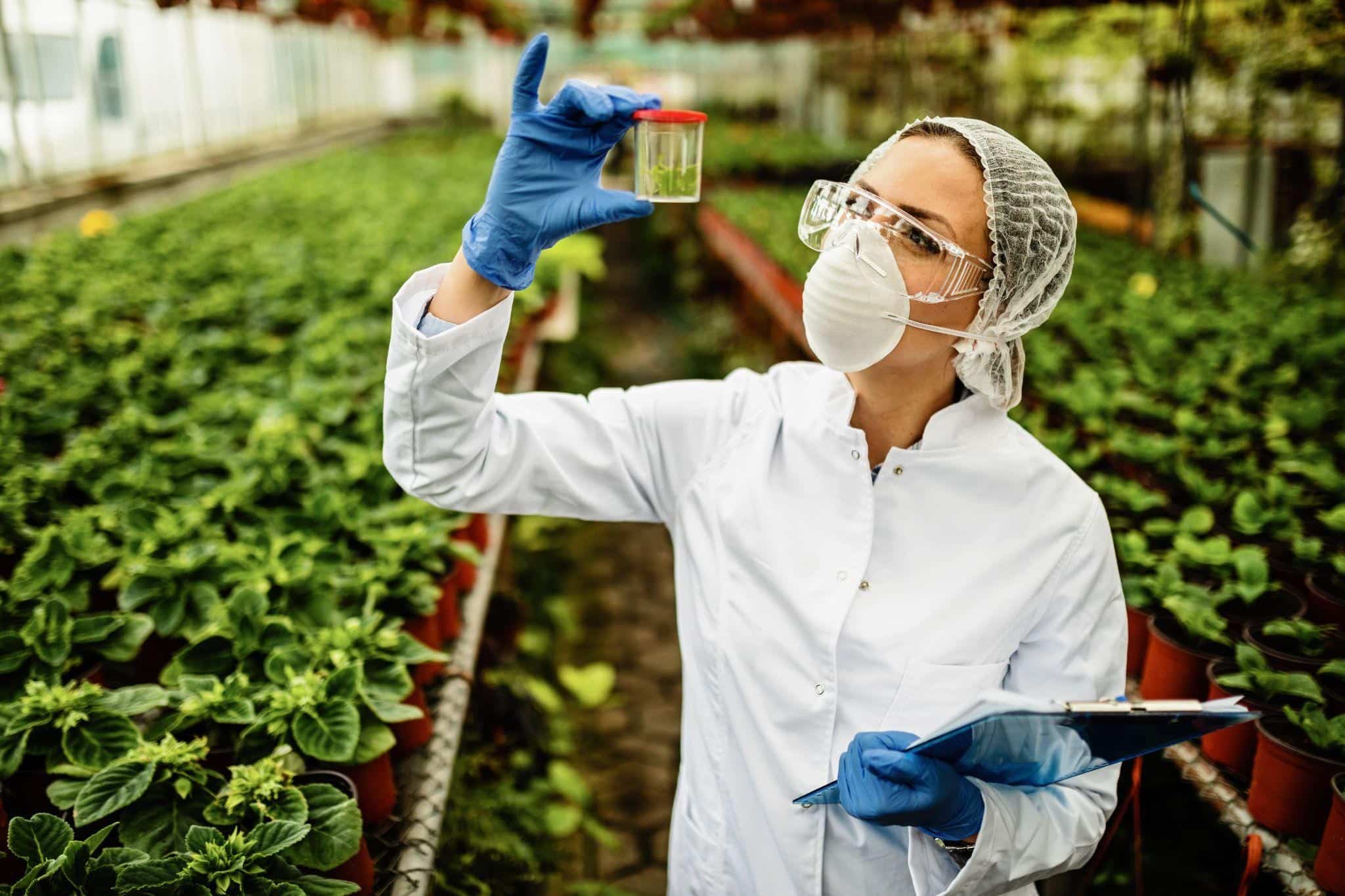 Scientist examining plant sample in greenhouse laboratory